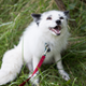 Zorro ruso domesticado. Wikimedia Commons